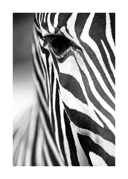 Zebra Close Up Plakát