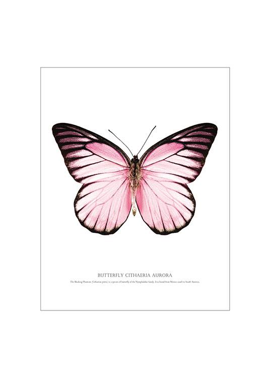 Butterfly Pink, White Background Plakát 