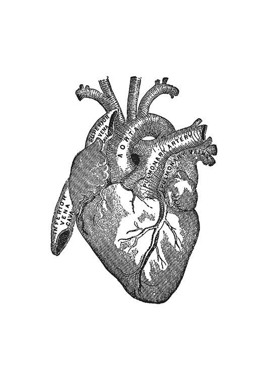 Heart Anatomy Plakát