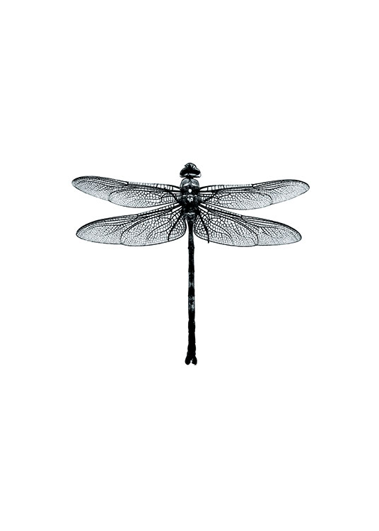 Dragonfly Black And White, Plakát