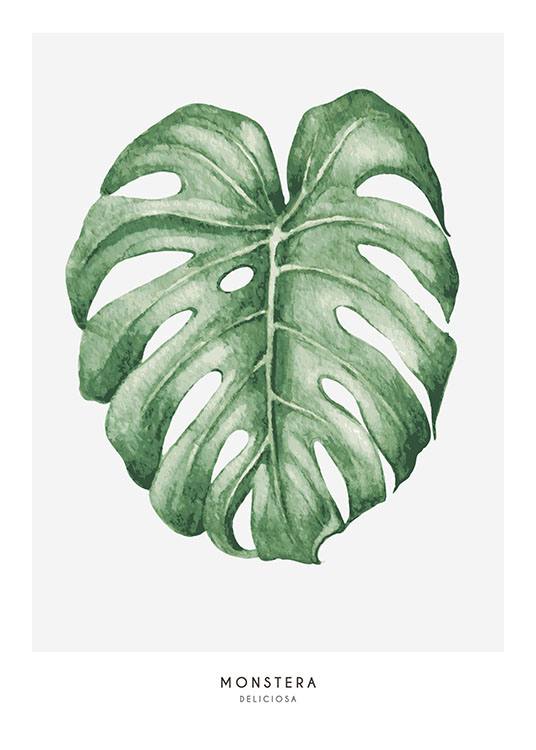 Monstera, Plakát