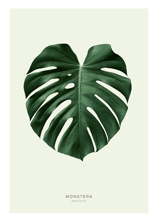 Green Monstera, Plakát