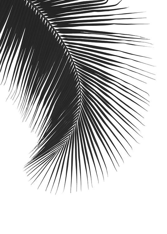 Black Palm Leaf, Plakát
