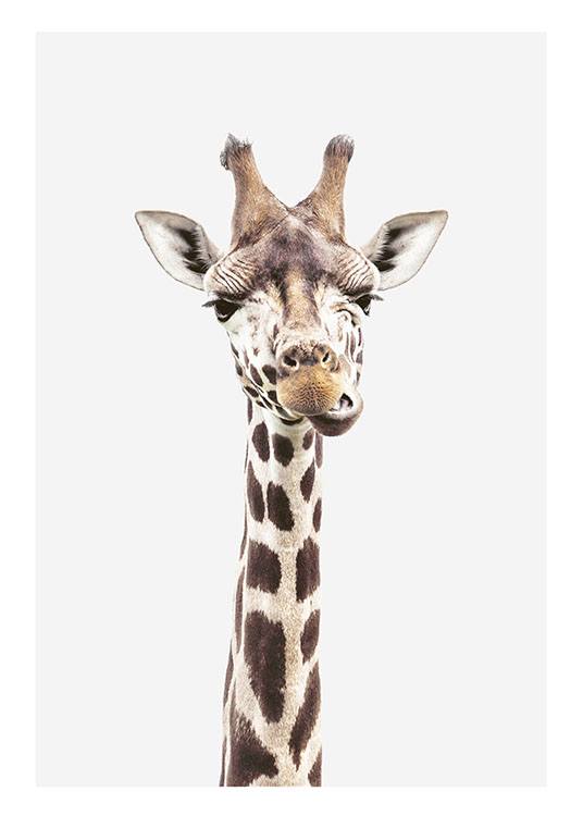 Baby Giraffe, Plakát