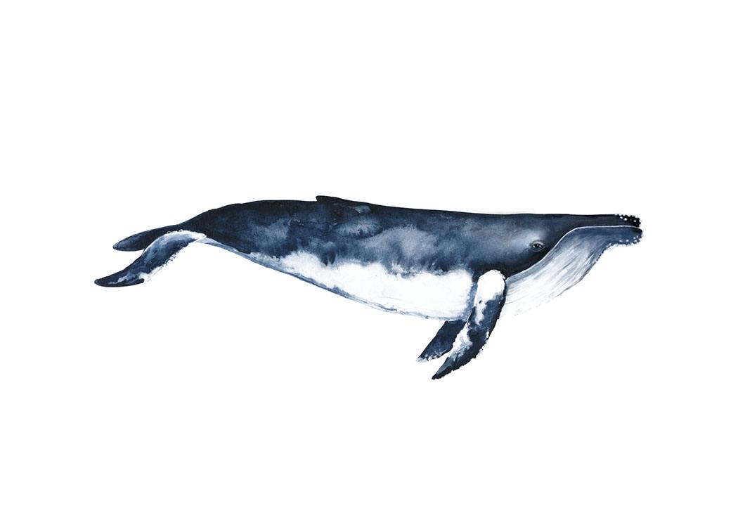 Humpback Whale, Plakát