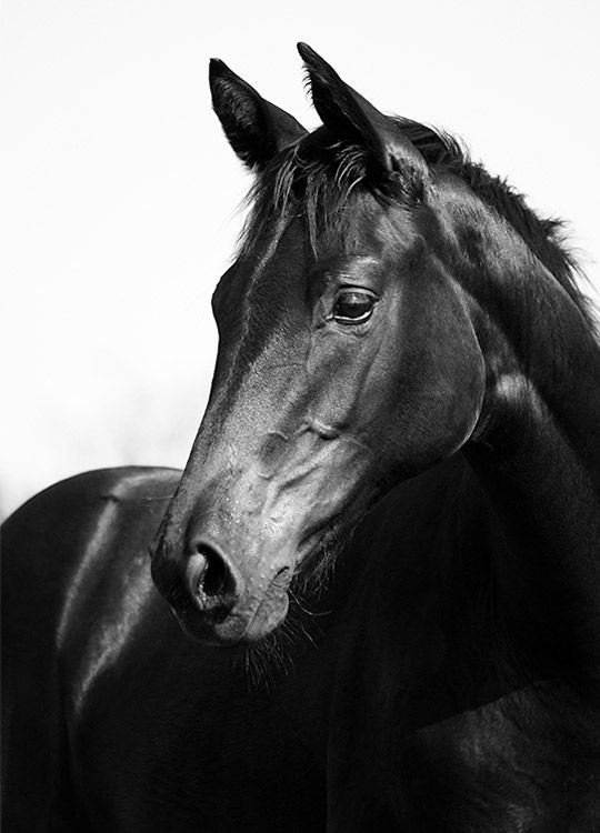 Black Stallion, Plakát