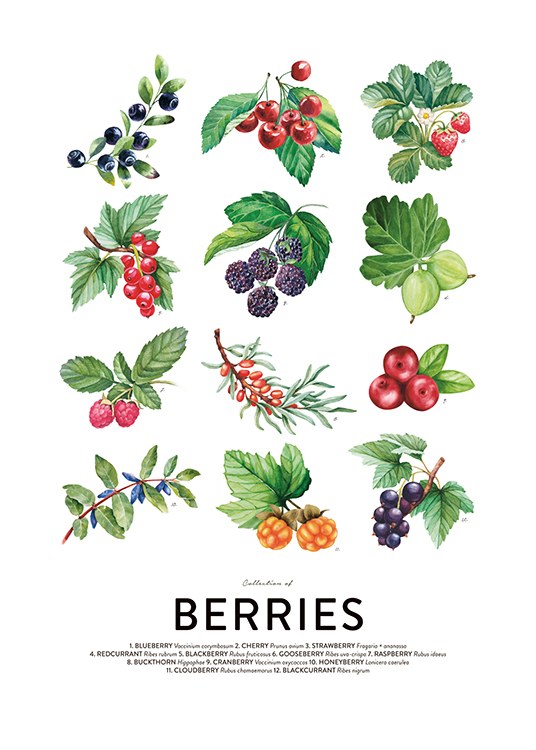 Berries, Plakát
