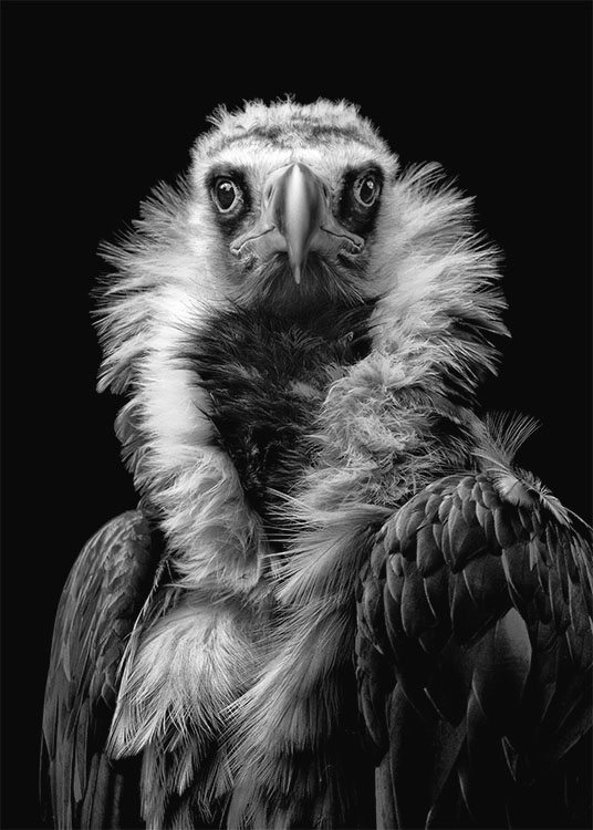 His Eminence Plakát