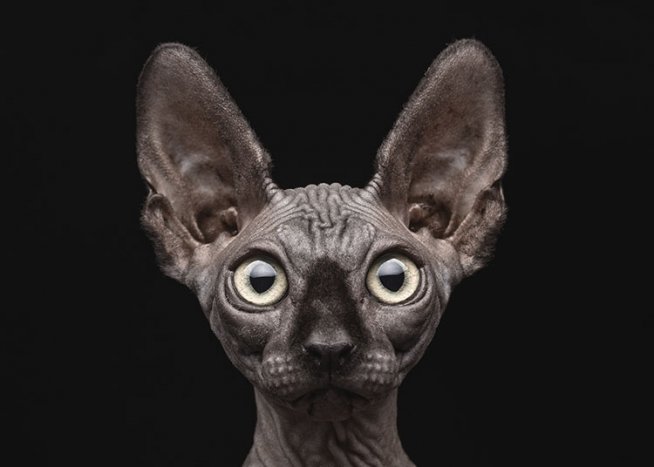 Sphynx Cat Plakát