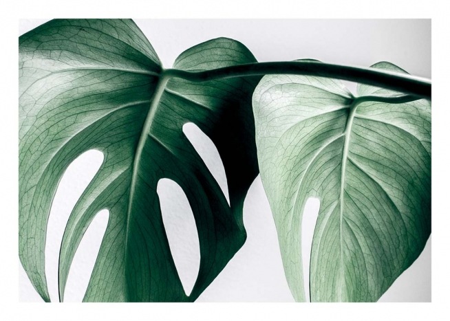 Monstera Two Plakát