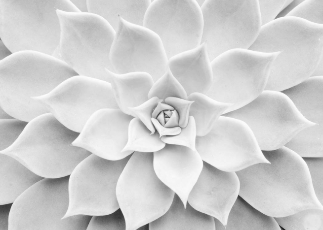 White Succulent Plakát