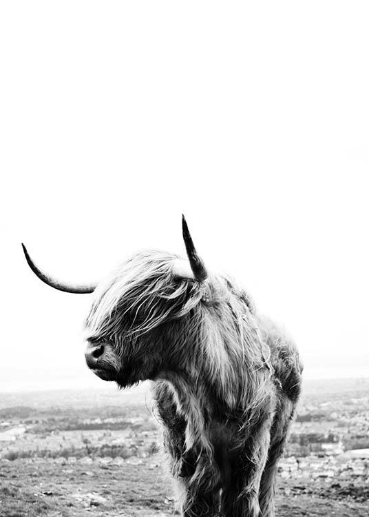 Highland Cow Plakát