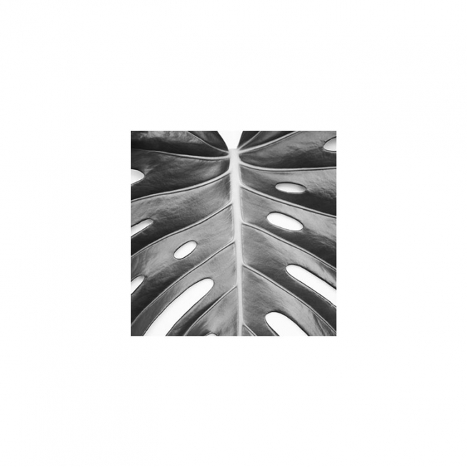 Monstera Deliciosa Plakát