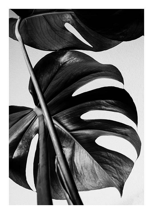 Monstera B&W One Plakát
