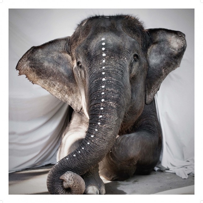 Love Warriors Adele Plakát